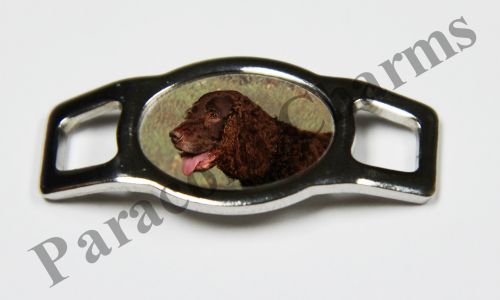 American Water Spaniel #002  - Click Image to Close