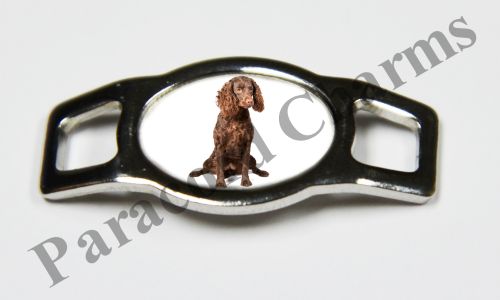 American Water Spaniel #004  - Click Image to Close