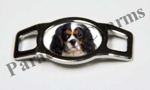 Cavalier King Charles Spaniel #003