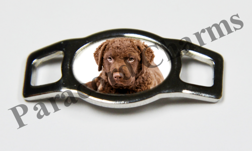 Chesapeake Bay Retriever #005