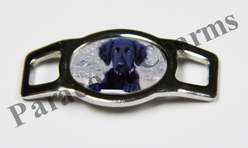 Flat-Coated Retriever #007