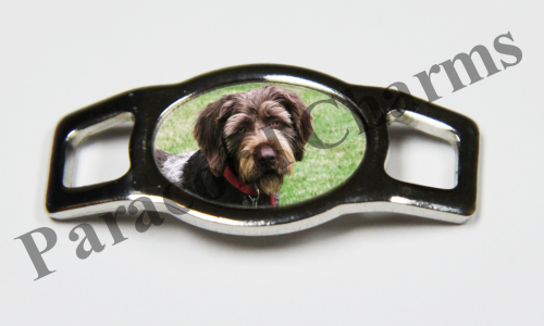 German Wirehaired Pointer #002