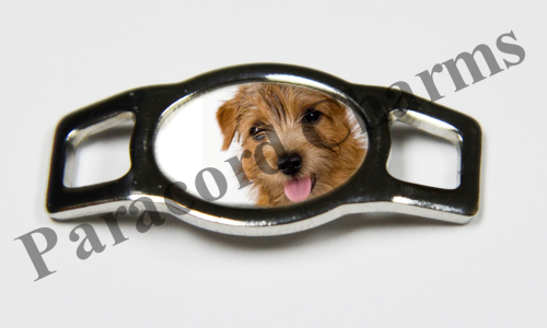 Norfolk Terrier #005