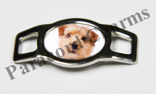 Norfolk Terrier #007