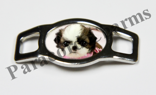 Shih Tzu #004