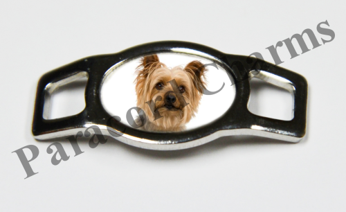 Silky Terrier #001