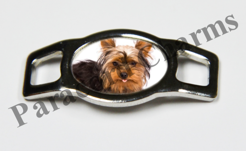 Silky Terrier #006