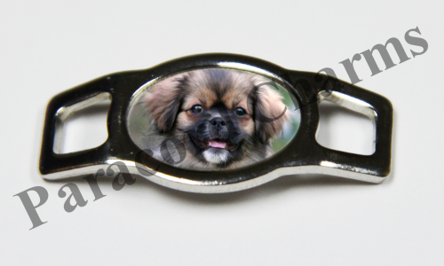 Tibetan Spaniel #002