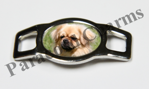 Tibetan Spaniel #003