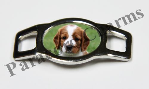 Welsh Springer Spaniel #002