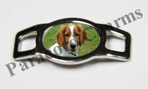 Welsh Springer Spaniel #006